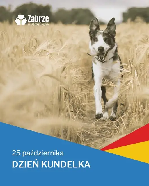 Dzień Kundelka w Zabrzu – święto psów bez rodowodu, ale z charakterem